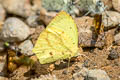 Salome Yellow Eurema salome salome