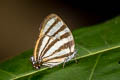 Separate Hairstreak Arawacus separata (Separate Stripe-streak)