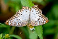 White Peacock Anartia jatrophae jatrophae