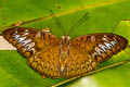 Malay Viscount Tanaecia pelea pelea