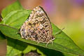 Aberrant Plushblue Flos abseus indica (Aberrant Oakblue, Aberrant Bushblue)