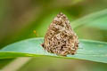 Aberrant Plushblue Flos abseus indica (Aberrant Oakblue, Aberrant Bushblue)