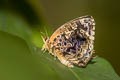 Aberrant Plushblue Flos abseus indica (Aberrant Oakblue, Aberrant Bushblue)