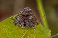 Aberrant Plushblue Flos abseus ophiala (Aberrant Oakblue, Aberrant Bushblue)