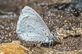 Albocerulean Udara albocaerulea albocaerulea