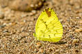 Anderson's Grass Yellow Eurema andersoni andersonii (One-spot Grass Yellow)