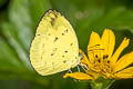 Anderson's Grass Yellow Eurema andersoni andersonii (One-spot Grass Yellow)