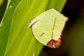 Angled sulphur Dercas gobrias herodorus