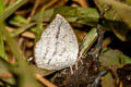 Angled Sunbeam Curetis dentata dentata (Acute Sunbeam)