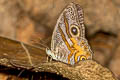 Angled Cyclops Erites angularis angularis (Angle Cyclops)