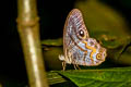 Angled Cyclops Erites angularis angularis (Angle Cyclops)