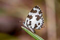 Angled Pierrot Caleta decidia decidia