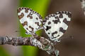 Angled Pierrot Caleta decidia decidia