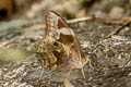 Angled Red Forester Lethe chandica chandica (Angle Red Forester)