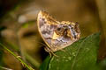 Angled Red Forester Lethe chandica chandica (Angle Red Forester)