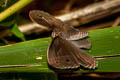 Annam Bushbrown Mycalesis annamitica annamitica (Blind-eye Bushbrown)