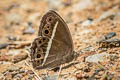 Annam Bushbrown Mycalesis annamitica annamitica (Blind-eye Bushbrown)