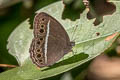 Annam Bushbrown Mycalesis annamitica annamitica (Blind-eye Bushbrown)