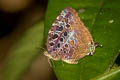 Anthelus Bushblue Arhopala anthelus anthea (Multi-spotted Oakblue)