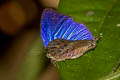 Anthelus Bushblue Arhopala anthelus anthea (Multi-spotted Oakblue)