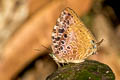 Anthelus Bushblue Arhopala anthelus anthea (Multi-spotted Oakblue)