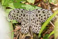 Ashy-white Tree Nymph Idea stolli logani