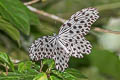 Ashy-white Tree Nymph Idea stolli logani