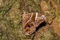 Bamboo Treebrown Lethe europa nilandana