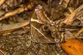 Bamboo Treebrown Lethe europa malaya