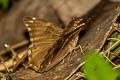 Bamboo Treebrown Lethe europa nilandana