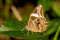 Bamboo Treebrown Lethe europa nilandana