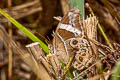 Bamboo Treebrown Lethe europa malaya