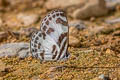 Banded Blue Pierrot Discolampa ethion ethion