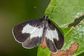 Banded Blue Pierrot Discolampa ethion ethion