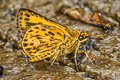 Banded Bush Hopper Ampittia maroides (Scarce Bush Hopper)