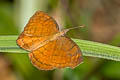 Banded Castor Ariadne specularia arca