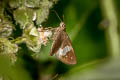 Banded Flitter Quedara albifascia (White-bar Flitter)