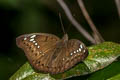 Banded Marquis Euthalia teuta gupta