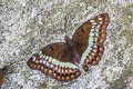 Banded Marquis Euthalia teuta teuta 