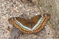 Banded Marquis Euthalia teuta teuta 