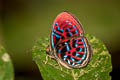 Banded Red Harlequin Paralaxita orphna laocoon (Blue-lined Harlequin)