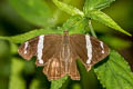 Banded Treebrown Lethe confusa confusa