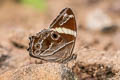 Banded Treebrown Lethe confusa confusa