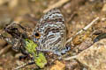 Barred Lineblue Prosotas aluta coelestis