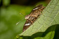 Bengal Spotted Flat Celaenorrhinus putra sanda