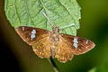 Bengal Spotted Flat Celaenorrhinus putra sanda