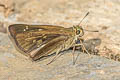 Bevan's Swift Pseudoborbo bevani (Lesser Rice Swift)