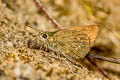 Bevan's Swift Pseudoborbo bevani (Lesser Rice Swift)