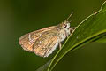 Bevan's Swift Pseudoborbo bevani (Lesser Rice Swift)