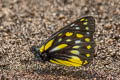 Bhutan Jezebel Delias lativitta tai (White-streaked Jezebel, Broadwing Jezebel)